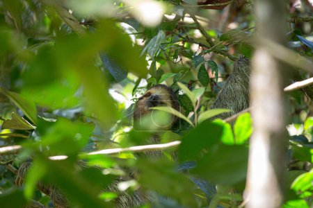 Téléchargez les photos : Découvrez l'adorable paresseux à trois doigts à gorge brune des luxuriantes forêts tropicales du Costa Rica. Son charme lent captive tout le monde - en image libre de droit