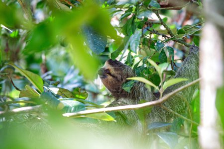 Foto de Descubre al adorable perezoso de tres dedos de cuello castaño de las exuberantes selvas tropicales de Costa Rica. Su encanto de ritmo lento cautiva a todos - Imagen libre de derechos