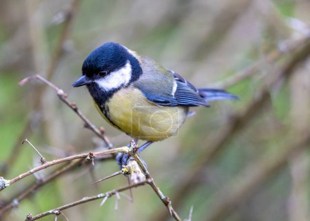 Photo for A vibrant Great Tit (Parus major) captured in the lush Botanic Gardens of Dublin, a haven for urban birdwatching and nature enthusiasts. - Royalty Free Image