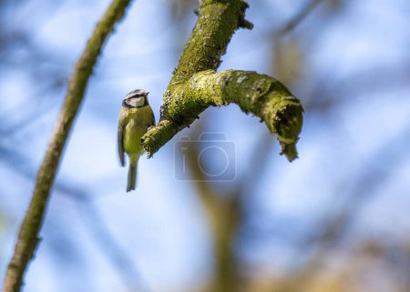 Photo for This vibrant Blue Tit (Cyanistes caeruleus) was spotted in Dublin's scenic Botanic Gardens, a paradise for birdwatchers and nature lovers. - Royalty Free Image