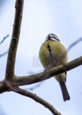Photo for This vibrant Blue Tit (Cyanistes caeruleus) was spotted in Dublin's scenic Botanic Gardens, a paradise for birdwatchers and nature lovers. - Royalty Free Image