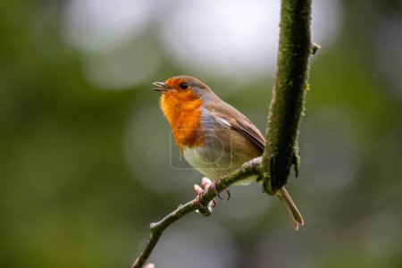 Foto de Un encantador petirrojo con su distintivo pecho rojo, que se encuentra en los exuberantes paisajes de Dublín, Irlanda. - Imagen libre de derechos