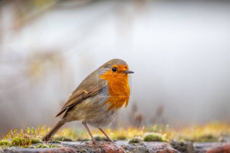 Foto de Un encantador petirrojo con su distintivo pecho rojo, que se encuentra en los exuberantes paisajes de Dublín, Irlanda. - Imagen libre de derechos