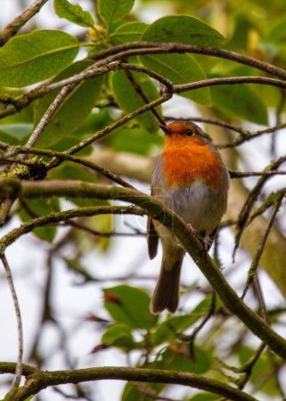 Photo for A charming robin with its distinctive red breast, found in the lush landscapes of Dublin, Ireland. - Royalty Free Image