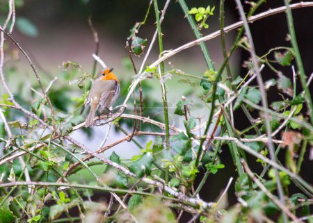 Foto de El Robin europeo (Erithacus rubecula), símbolo de alegría en Europa, es un pajarito de pecho rojo. Ubicado en Dublín, Irlanda, prospera en jardines y parques locales, agregando encanto a la naturaleza de Irlanda.. - Imagen libre de derechos
