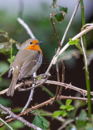Foto de El Robin europeo (Erithacus rubecula), símbolo de alegría en Europa, es un pajarito de pecho rojo. Ubicado en Dublín, Irlanda, prospera en jardines y parques locales, agregando encanto a la naturaleza de Irlanda.. - Imagen libre de derechos