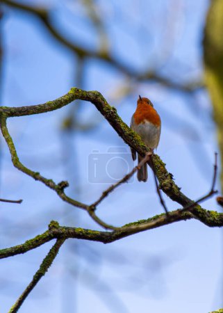 Photo for The European Robin (Erithacus rubecula), a symbol of joy in Europe, is a small bird with a red breast. Spotted in Dublin, Ireland, it thrives in local gardens and parks, adding charm to Ireland's nature. - Royalty Free Image