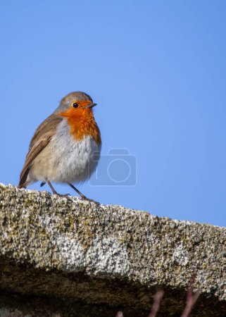 Photo for The European Robin (Erithacus rubecula) is a small, iconic bird native to Europe. Known for its vibrant red breast, it's a symbol of winter and cheer. - Royalty Free Image