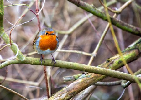 Foto de El Robin europeo (Erithacus rubecula) es un ave pequeña e icónica nativa de Europa. Conocido por su pecho rojo vibrante, es un símbolo de invierno y alegría. - Imagen libre de derechos
