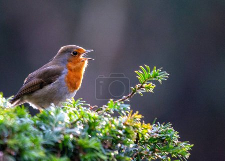 Foto de El Robin europeo (Erithacus rubecula) es un ave pequeña e icónica nativa de Europa. Conocido por su pecho rojo vibrante, es un símbolo de invierno y alegría. - Imagen libre de derechos