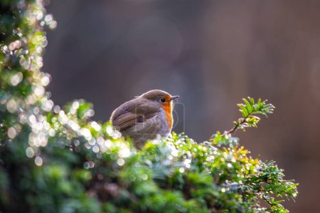 Photo for The European Robin (Erithacus rubecula) is a small, iconic bird native to Europe. Known for its vibrant red breast, it's a symbol of winter and cheer. - Royalty Free Image