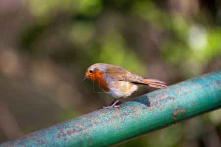 Foto de Un encantador pecho rojo europeo de Robin (Erithacus rubecula) visto en Dublín, Irlanda. Explora la vibrante vida aviar y la belleza natural de Dublín. - Imagen libre de derechos
