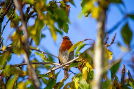 Photo for An enchanting European Robin Red Breast (Erithacus rubecula) spotted in Dublin, Ireland. Explore Dublin's vibrant avian life and natural beauty. - Royalty Free Image