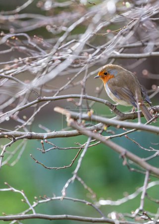 Foto de Un encantador pecho rojo europeo de Robin (Erithacus rubecula) visto en Dublín, Irlanda. Explora la vibrante vida aviar y la belleza natural de Dublín. - Imagen libre de derechos