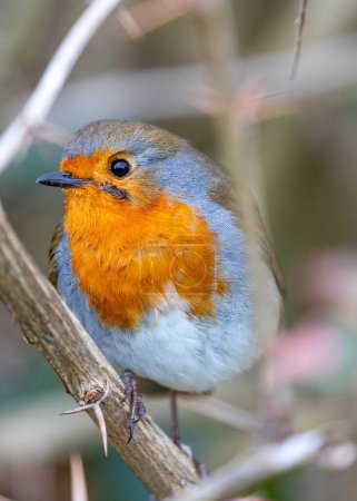 Photo for A vibrant Robin Red Breast (Erithacus rubecula) from Dublin, Ireland. Known for its distinctive red-orange breast, this charming bird is a common sight in Irish gardens and woodlands. - Royalty Free Image