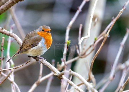 Photo for A vibrant Robin Red Breast (Erithacus rubecula) from Dublin, Ireland. Known for its distinctive red-orange breast, this charming bird is a common sight in Irish gardens and woodlands. - Royalty Free Image