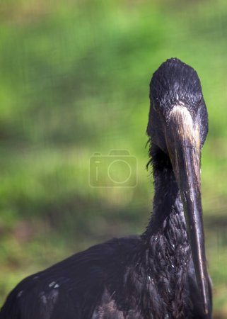 Photo for The African Openbill (Anastomus lamelligerus), a striking bird found in Southern Madagascar's wetlands, known for its unique bill adaptation. - Royalty Free Image