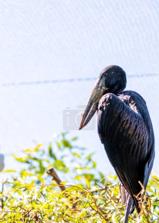 Photo for The African Openbill (Anastomus lamelligerus), a striking bird found in Southern Madagascar's wetlands, known for its unique bill adaptation. - Royalty Free Image