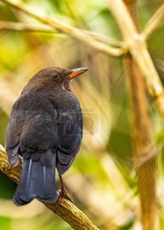Photo for A female Blackbird (Turdus merula) spotted in Dublin's Botanic Gardens, showcasing its grace and charm. - Royalty Free Image
