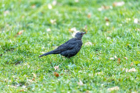 Photo for A female Blackbird (Turdus merula) spotted in Dublin's Botanic Gardens, showcasing its grace and charm. - Royalty Free Image