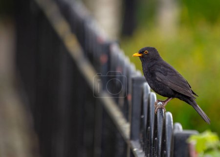 Photo for A striking male Blackbird (Turdus merula) in Phoenix Park, Dublin, showcasing its vibrant plumage and natural charm. - Royalty Free Image