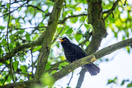 Photo for A striking male Blackbird (Turdus merula) in Phoenix Park, Dublin, showcasing its vibrant plumage and natural charm. - Royalty Free Image