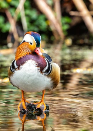 Eine lebendige männliche Mandarin-Ente, Aix galericulata, die wunderschön im Botanischen Nationalpark von Dublin eingefangen wurde und exotische Eleganz zeigt.