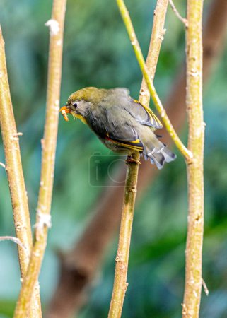Téléchargez les photos : Le Leiothrix à bec rouge, Leiothrix lutea, un oiseau dynamique de l'Himalaya, ajoute de la couleur aux forêts montagneuses. - en image libre de droit