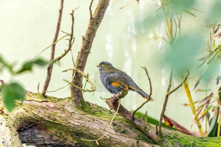 Téléchargez les photos : Le Leiothrix à bec rouge, Leiothrix lutea, un oiseau dynamique de l'Himalaya, ajoute de la couleur aux forêts montagneuses. - en image libre de droit