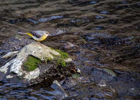 Photo for A striking Grey Wagtail (Motacilla cinerea) captured in Dublin, Ireland, showcasing its vibrant plumage and lively presence - Royalty Free Image