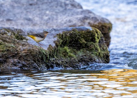 Photo for A striking Grey Wagtail (Motacilla cinerea) captured in Dublin, Ireland, showcasing its vibrant plumage and lively presence. - Royalty Free Image