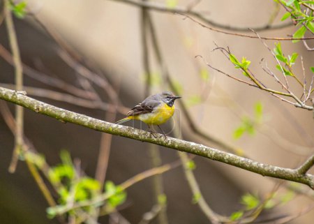 Photo for A striking Grey Wagtail (Motacilla cinerea) captured in Dublin, Ireland, showcasing its vibrant plumage and lively presence. - Royalty Free Image