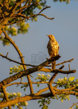 Photo for Captured in Dublin, Ireland, the Mistle Thrush (Turdus viscivorus) is a charming European songbird known for its melodious tunes. - Royalty Free Image