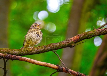 Photo for The Song Thrush (Turdus philomelos) from Dublin, Ireland, is a melodic European songbird known for its captivating tunes. - Royalty Free Image