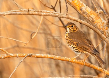 Photo for The Song Thrush (Turdus philomelos) from Dublin, Ireland, is a melodic European songbird known for its captivating tunes. - Royalty Free Image