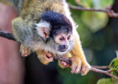 Téléchargez les photos : Le Singe écureuil bolivien (Saimiri boliviensis) est un petit primate agile originaire des forêts de Bolivie, admiré pour ses devinettes ludiques.. - en image libre de droit