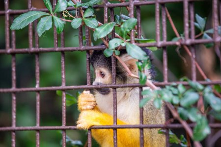 Téléchargez les photos : Le Singe écureuil bolivien (Saimiri boliviensis) est un petit primate agile originaire des forêts de Bolivie, admiré pour ses devinettes ludiques.. - en image libre de droit