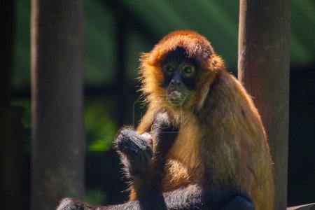 Foto de El Mono Araña de Geoffroy (Ateles geoffroyi) es un elegante primate que se encuentra en las exuberantes selvas tropicales de Centroamérica, conocido por sus extremidades largas y cola prensil.. - Imagen libre de derechos