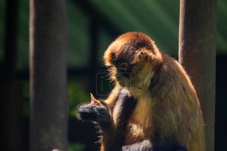 Foto de El Mono Araña de Geoffroy (Ateles geoffroyi) es un elegante primate que se encuentra en las exuberantes selvas tropicales de Centroamérica, conocido por sus extremidades largas y cola prensil.. - Imagen libre de derechos