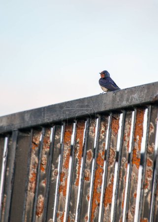 Foto de La golondrina (Hirundo rustica), ave migratoria, capturada en Dublín, Irlanda. - Imagen libre de derechos