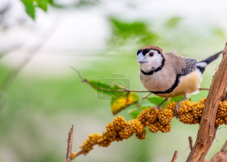 Photo for A striking Double-barred Finch (Taeniopygia bichenovii) thrives in its natural habitat. - Royalty Free Image