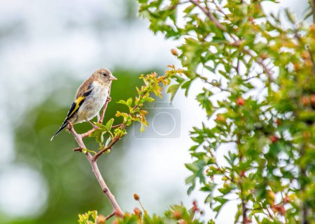 Photo for The vibrant Goldfinch (Carduelis carduelis) from Dublin, Ireland, showcasing its natural splendor. - Royalty Free Image