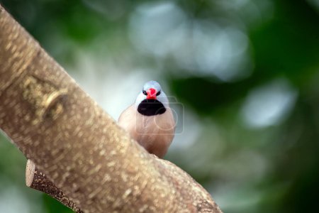 Téléchargez les photos : Le pinson à longue queue est un petit oiseau coloré originaire d'Australie. Il est connu pour sa longue queue élancée, qui peut atteindre jusqu'à deux fois la longueur de son corps. Les pinsons à longue queue sont des oiseaux sociaux que l'on trouve souvent dans les troupeaux des prairies et du bois. - en image libre de droit