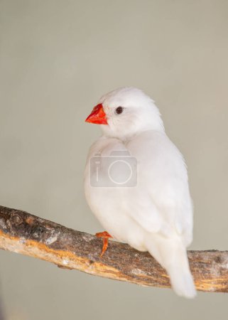 Photo for The zebra finch is a small, colorful songbird with a zebra-like pattern on its back. It is native to Australia, but has been introduced to many other parts of the world. Zebra finches are popular as pets and cage birds. - Royalty Free Image