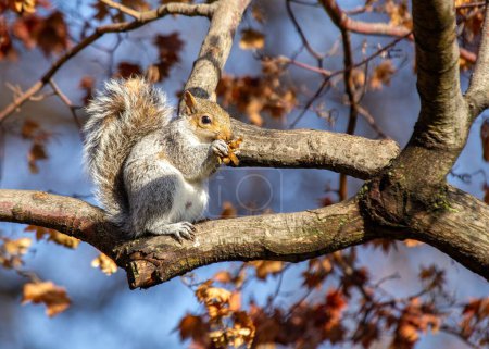 The eastern gray squirrel is a tree squirrel native to eastern North America. It is the most common squirrel species in North America and is known for its gray fur and bushy tail. Eastern gray squirrels are omnivores and their diet consists of a vari