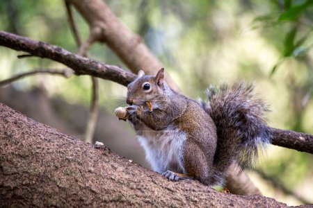 L'écureuil gris de l'Ouest est un écureuil arboricole originaire de l'ouest des États-Unis et du Canada. Il est connu pour sa fourrure grise avec un ventre blanc et une queue touffue. Les écureuils gris occidentaux sont omnivores et leur régime alimentaire se compose d'une variété de noix, graines, f