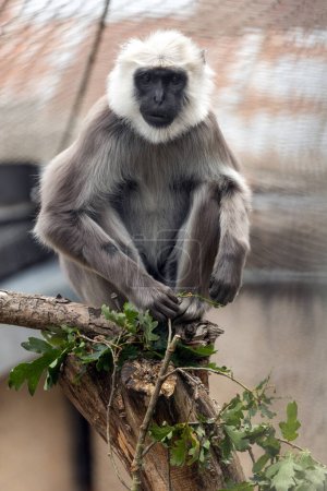 Téléchargez les photos : Le singe de langue Hanuman est un singe de taille moyenne originaire du sous-continent indien. Il est connu pour sa fourrure grise, son visage noir et sa longue queue. Hanuman langurs sont des animaux sociaux et vivent en groupes allant jusqu'à 30 individus. Ils sont également connus pour leur - en image libre de droit