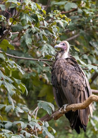 Photo for The hooded vulture is a large vulture found in Africa, Asia, and southern Europe. It is known for its brown plumage, bald head and neck, and hooked beak. Hooded vultures are scavengers and their diet consists of a variety of carrion, bones, and insec - Royalty Free Image