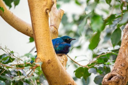 Photo for The greater blue-eared starling is a medium-sized starling found in Africa. It is known for its glossy blue-green plumage, black ear-patches, and contrasting royal blue to violet flanks and belly. Greater blue-eared starlings are social birds and liv - Royalty Free Image