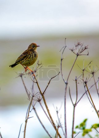 Photo for The meadow pipit is a small songbird found in open grassland and tundra habitats across Europe, Asia, and North America. It is known for its distinctive "pipit" call and its habit of bobbing its tail while foraging for food. Meadow pipits are omnivor - Royalty Free Image